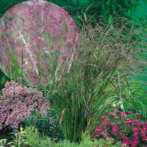 Panicum virgatum 'Warrior' - Vitshirss 'Warrior' P9/0,55L    